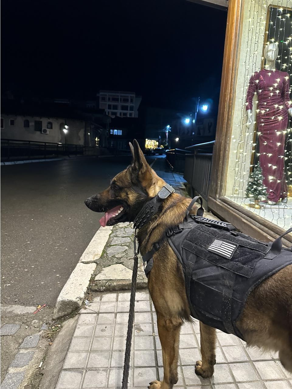 Belgian-Malinois-per-adoptim