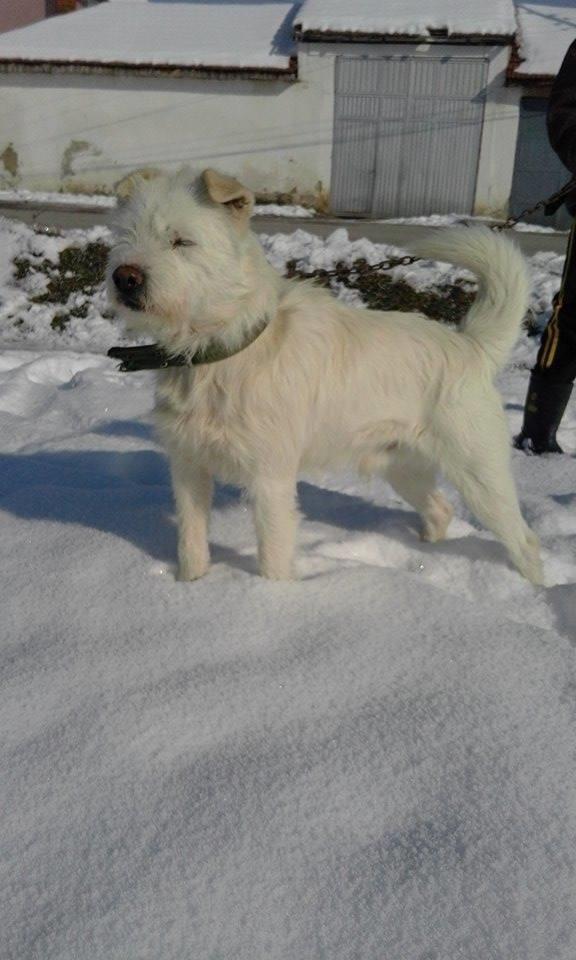 Jack-terrier-