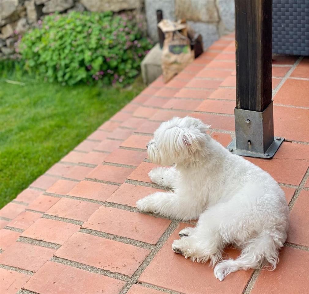 Bichon