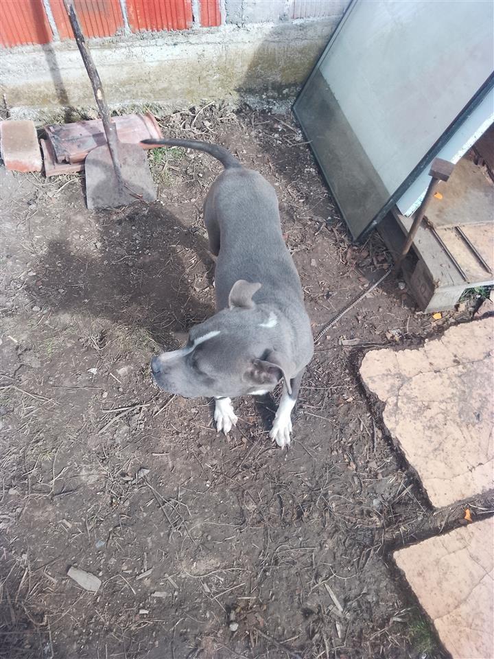 Pitbull