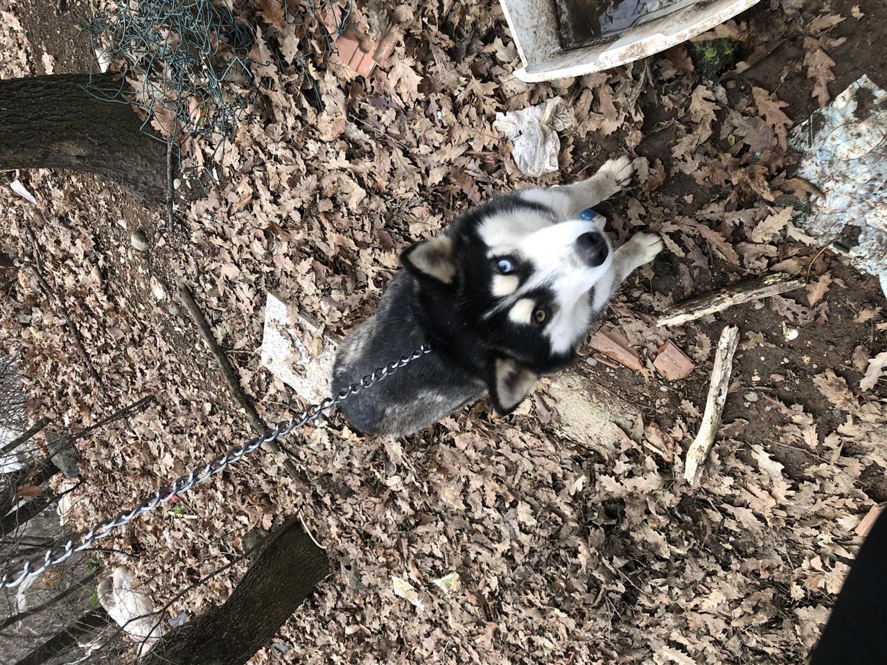 Hasky-