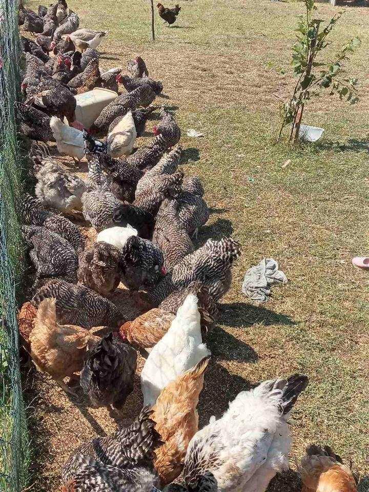 Shiten--