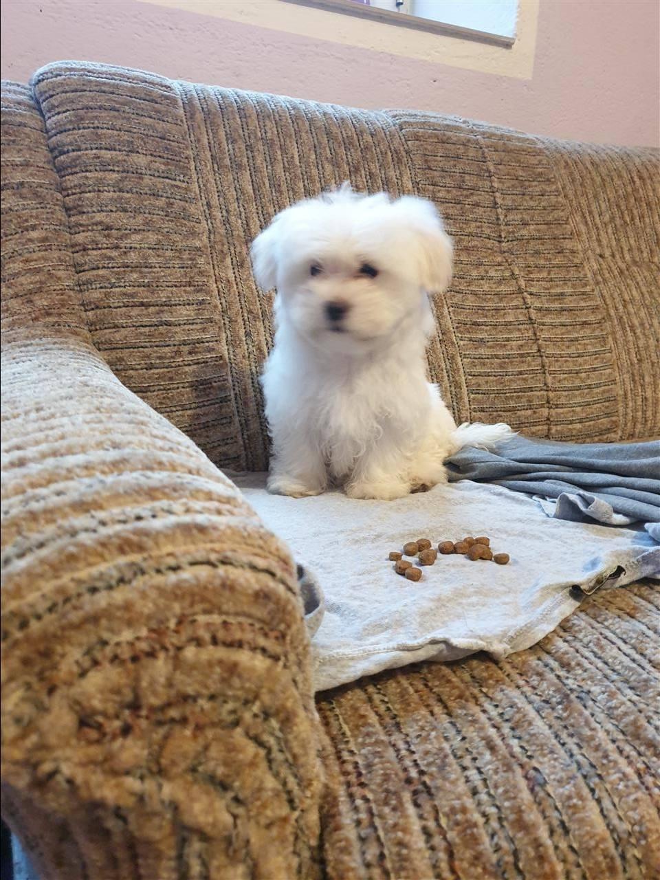 Maltezer