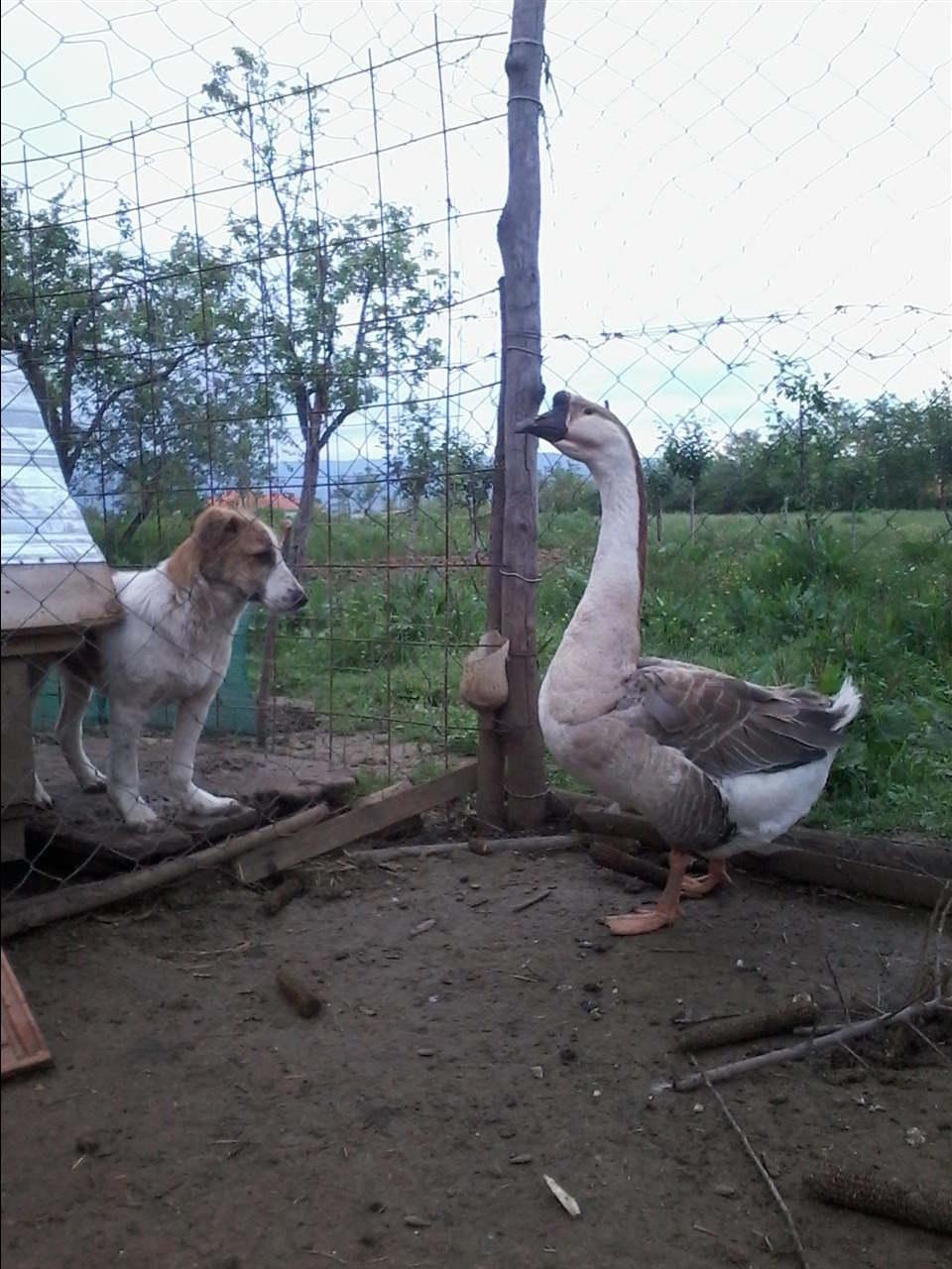 gusan