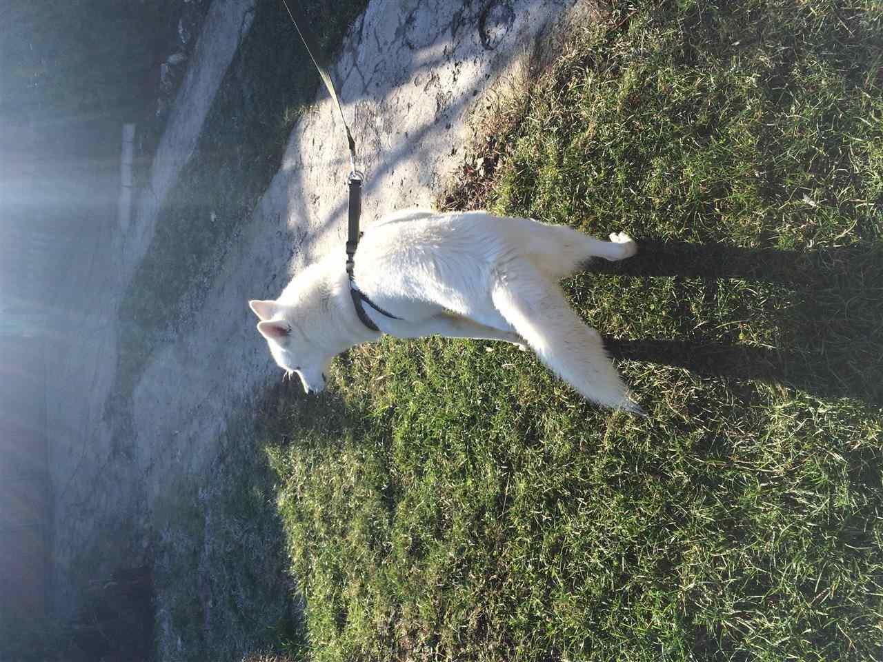 Husky---haski