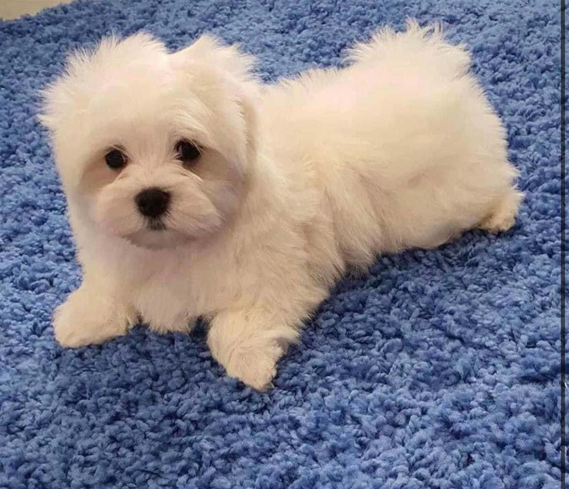 Maltezer