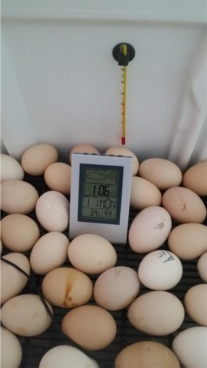 termometer-hygrometer