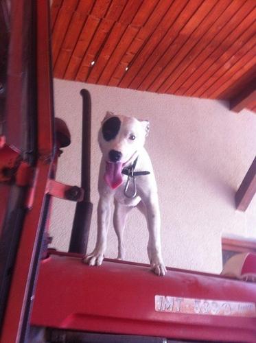 Pitbull Mix 