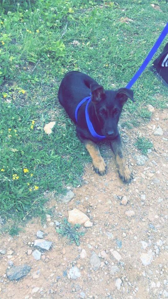 Malinois-belg