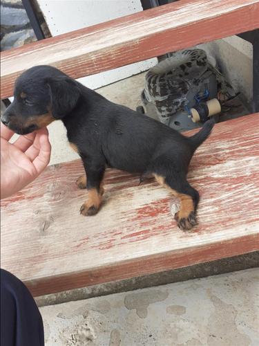 Terrier 
