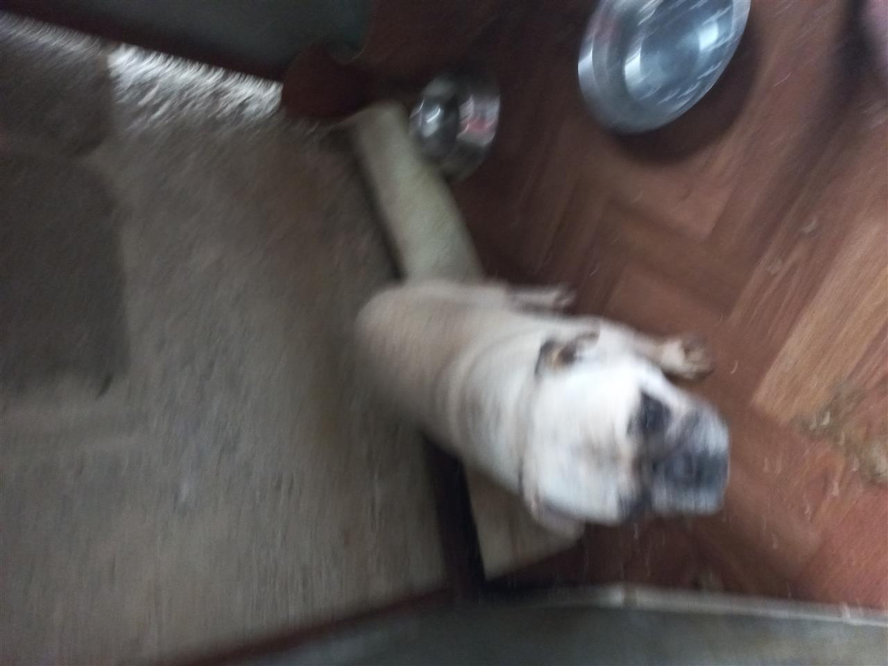 Pugg