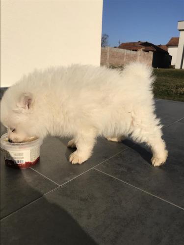 Minispitz 