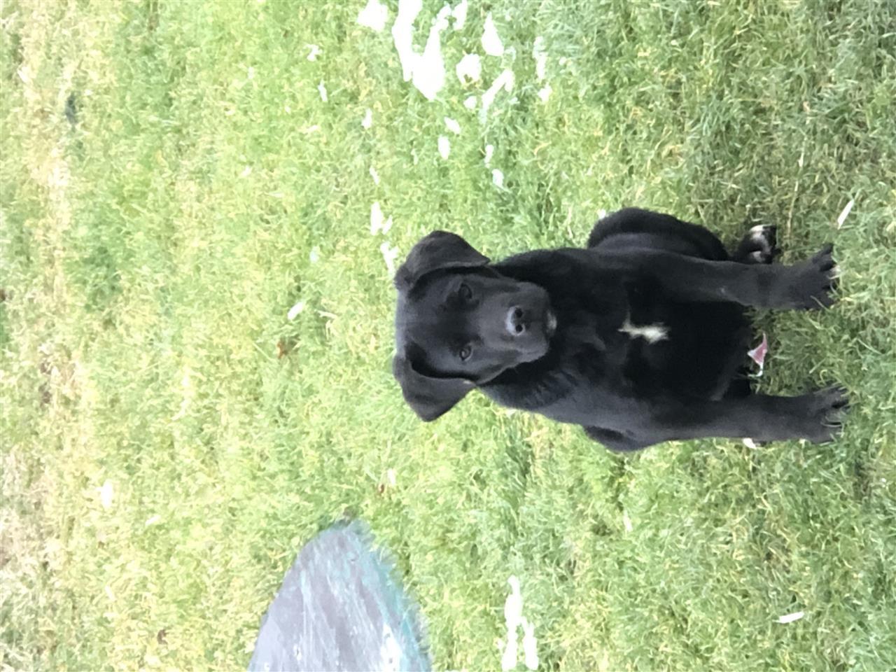 cane-corso
