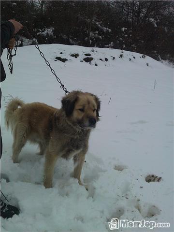 Qeni-i-sharrit