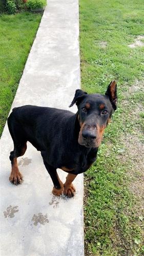 Doberman Mashkull