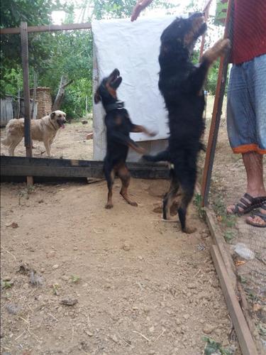 terrier qift 