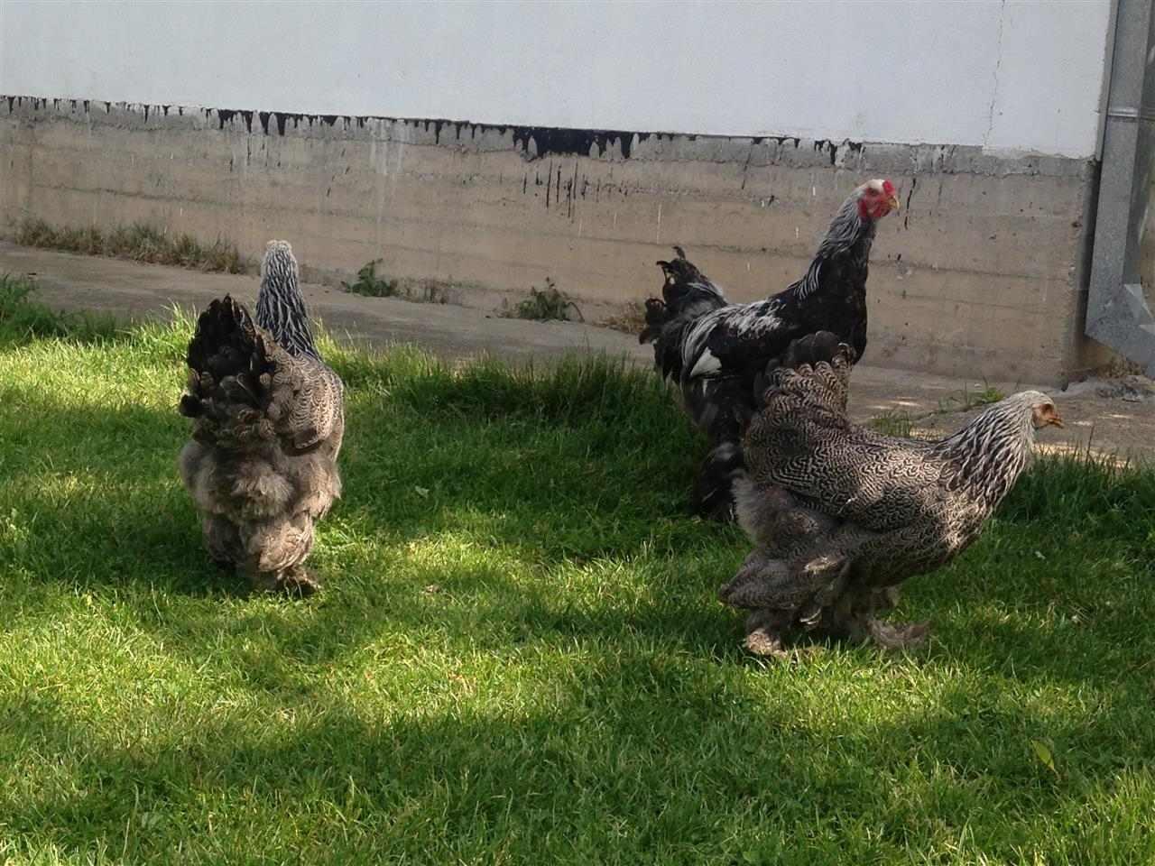 Brahma-