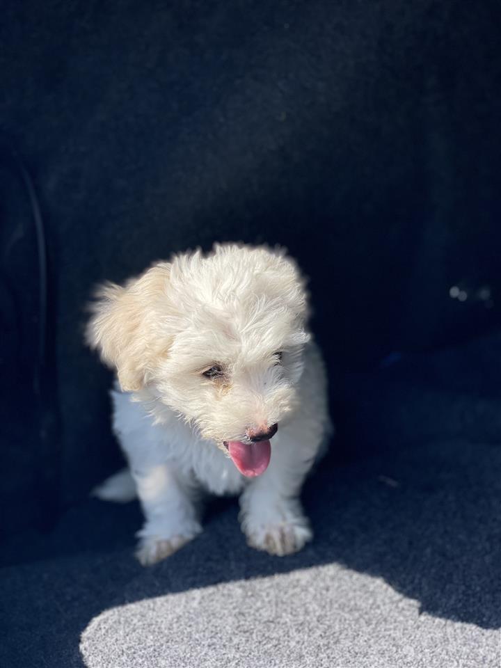 Maltezer