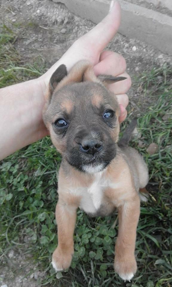 Pitbull
