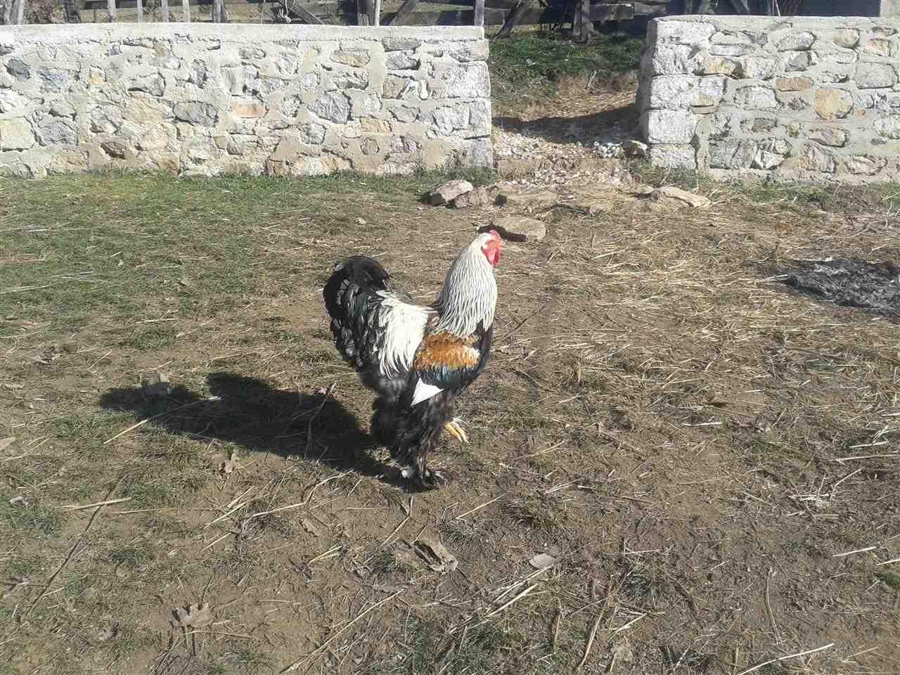 Gjeli-Braham