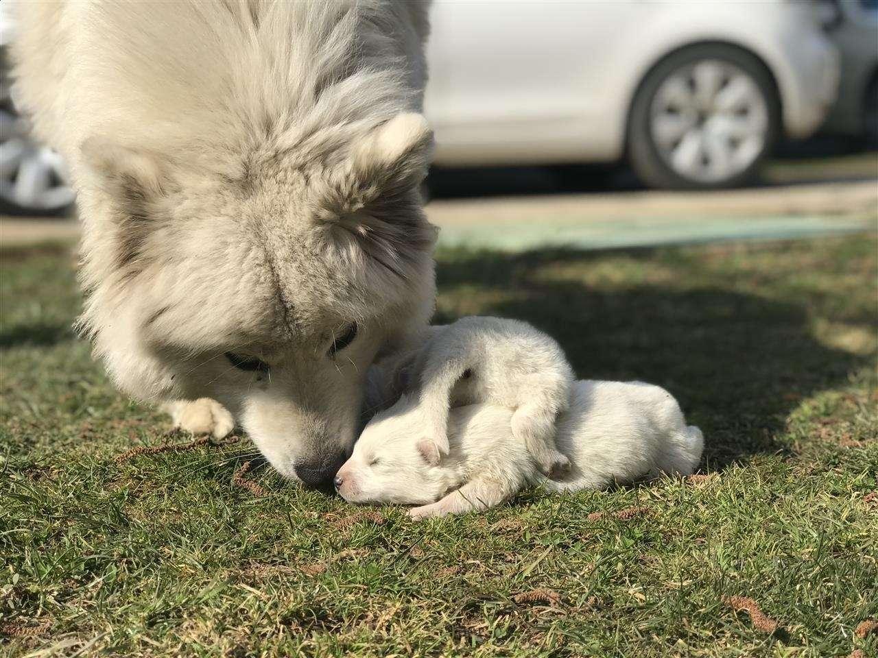 Samoyed
