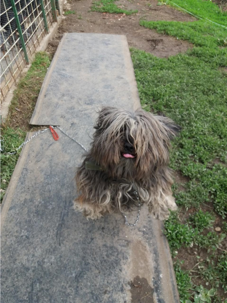 Bubi-