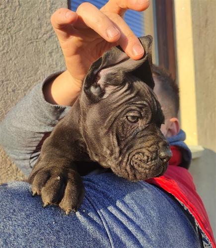 Cane Corso