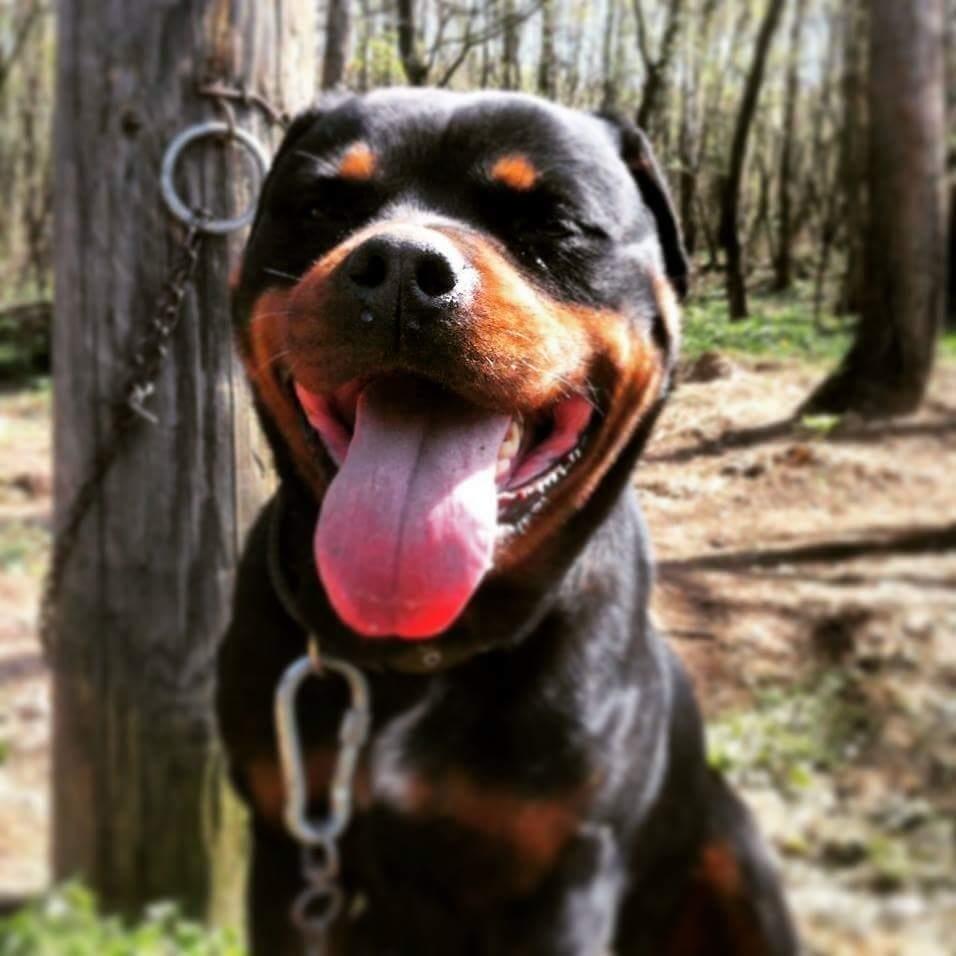 qift-Rottweilers