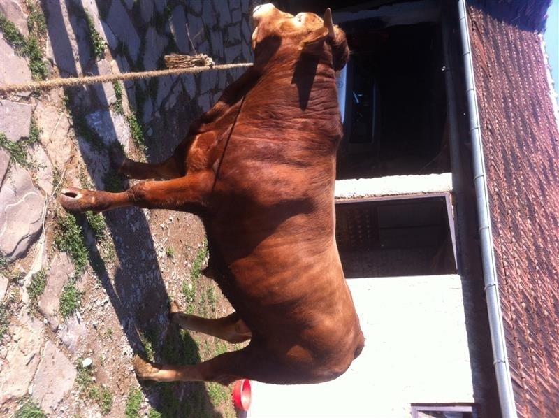 Biku