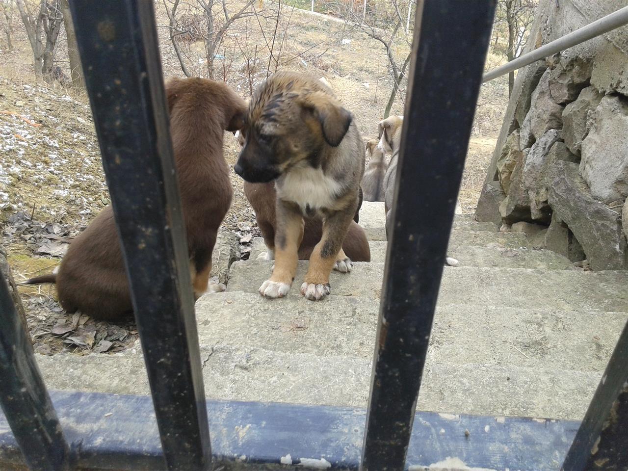 Klysh