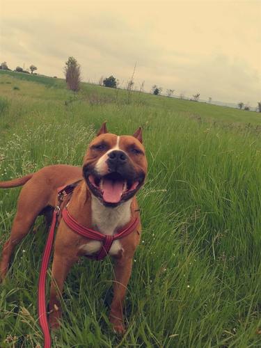PitBull