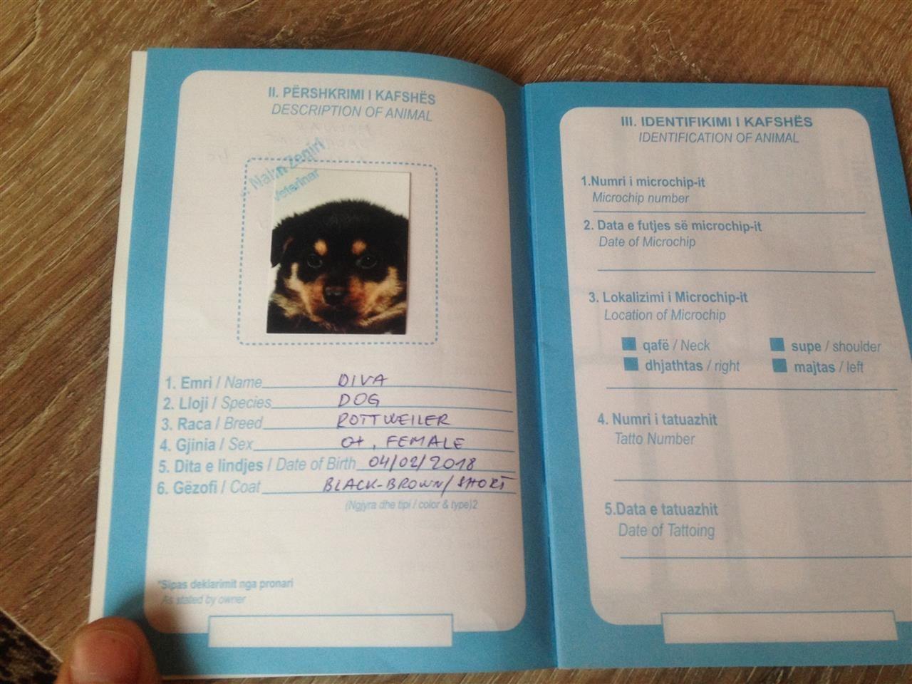 Rottweiler