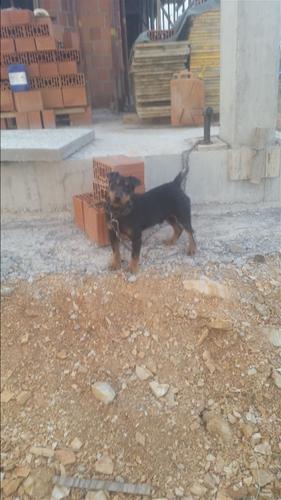 Terrier 