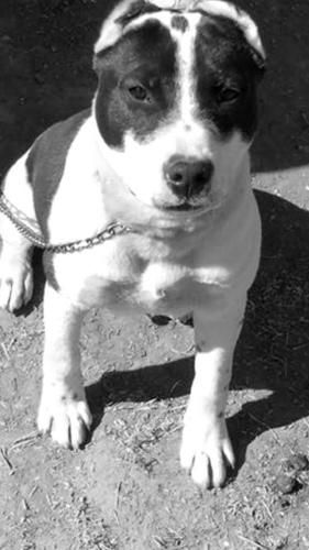 pitbull