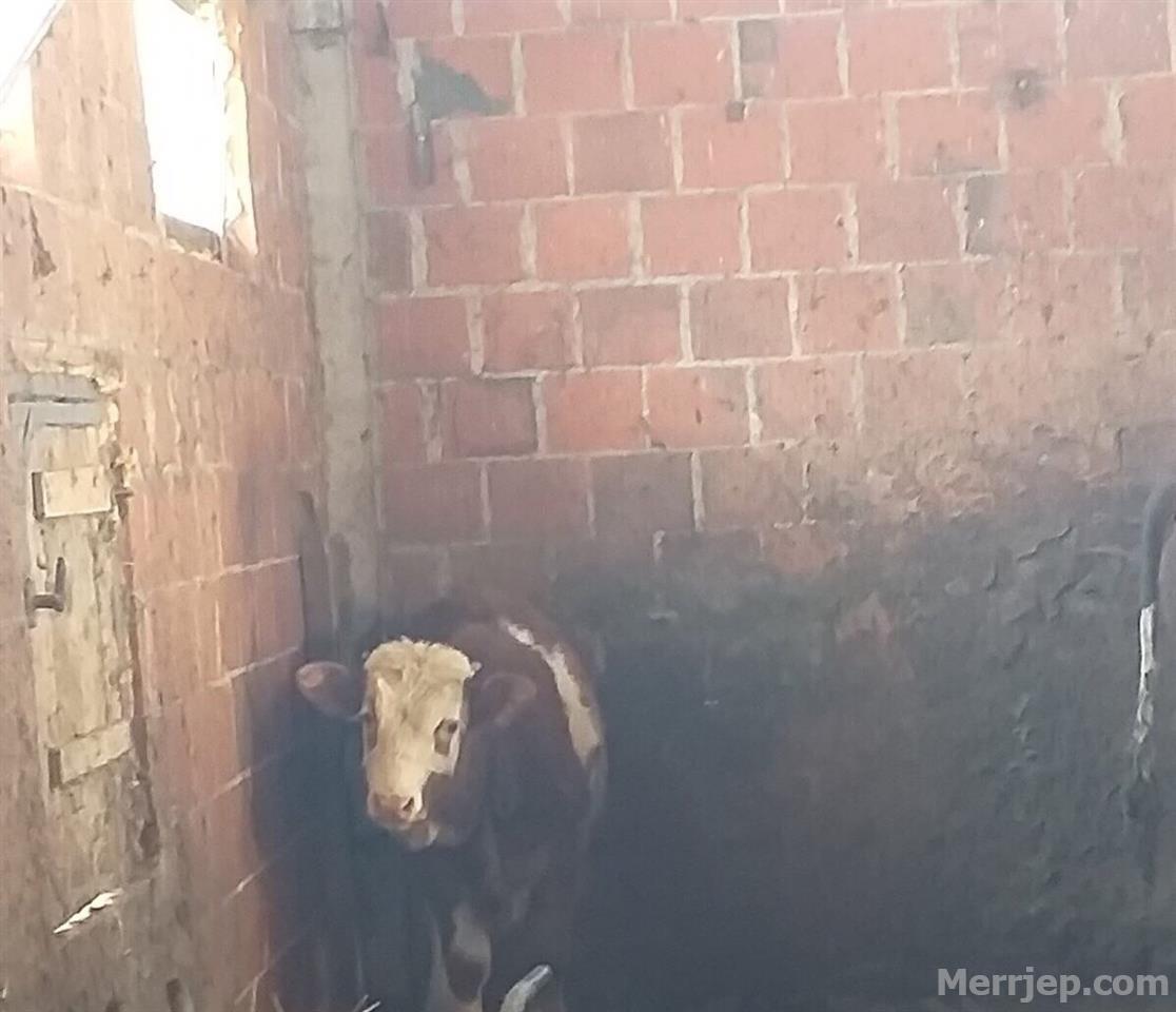 Kafshe | Klinë