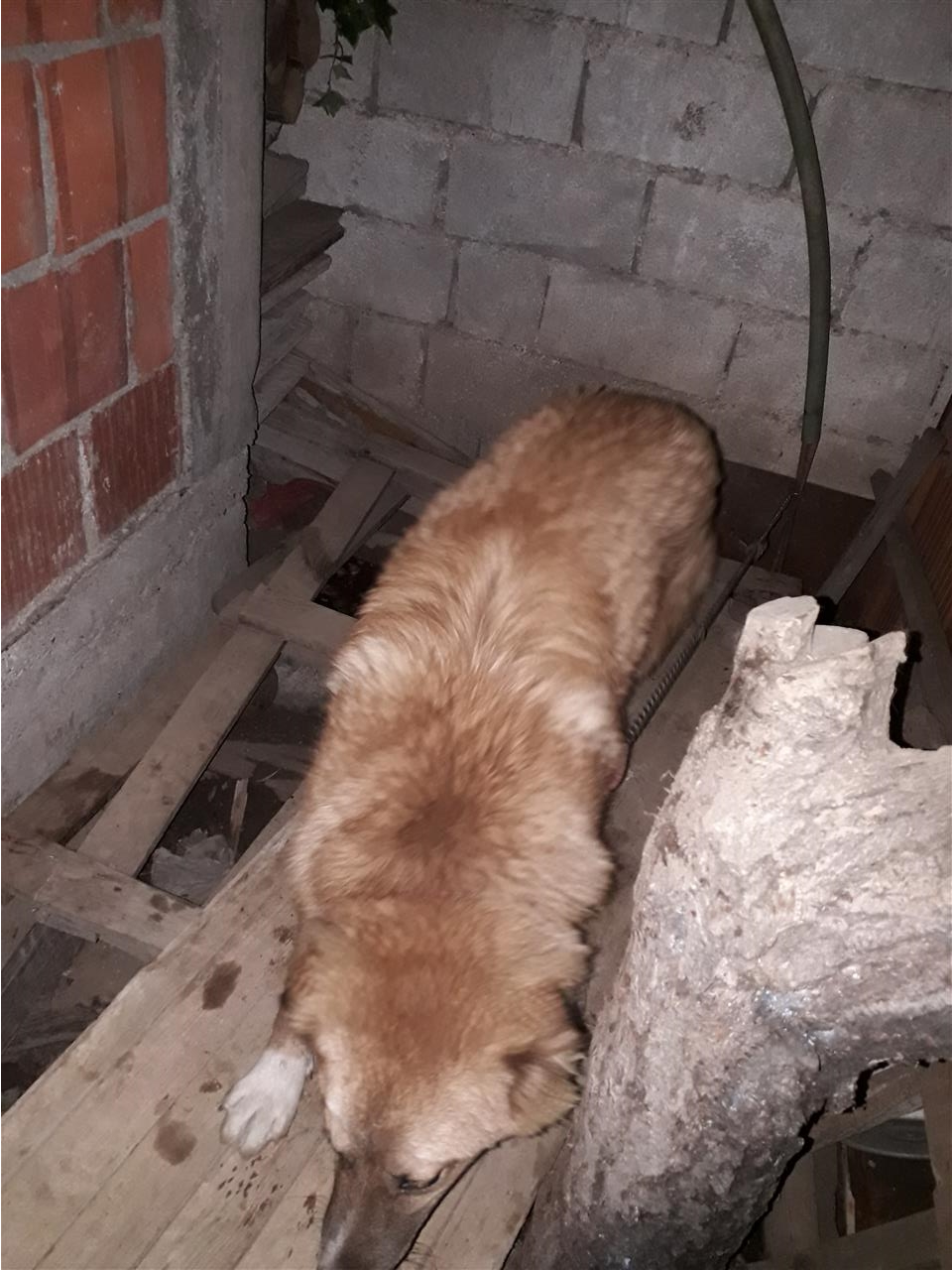GUSI