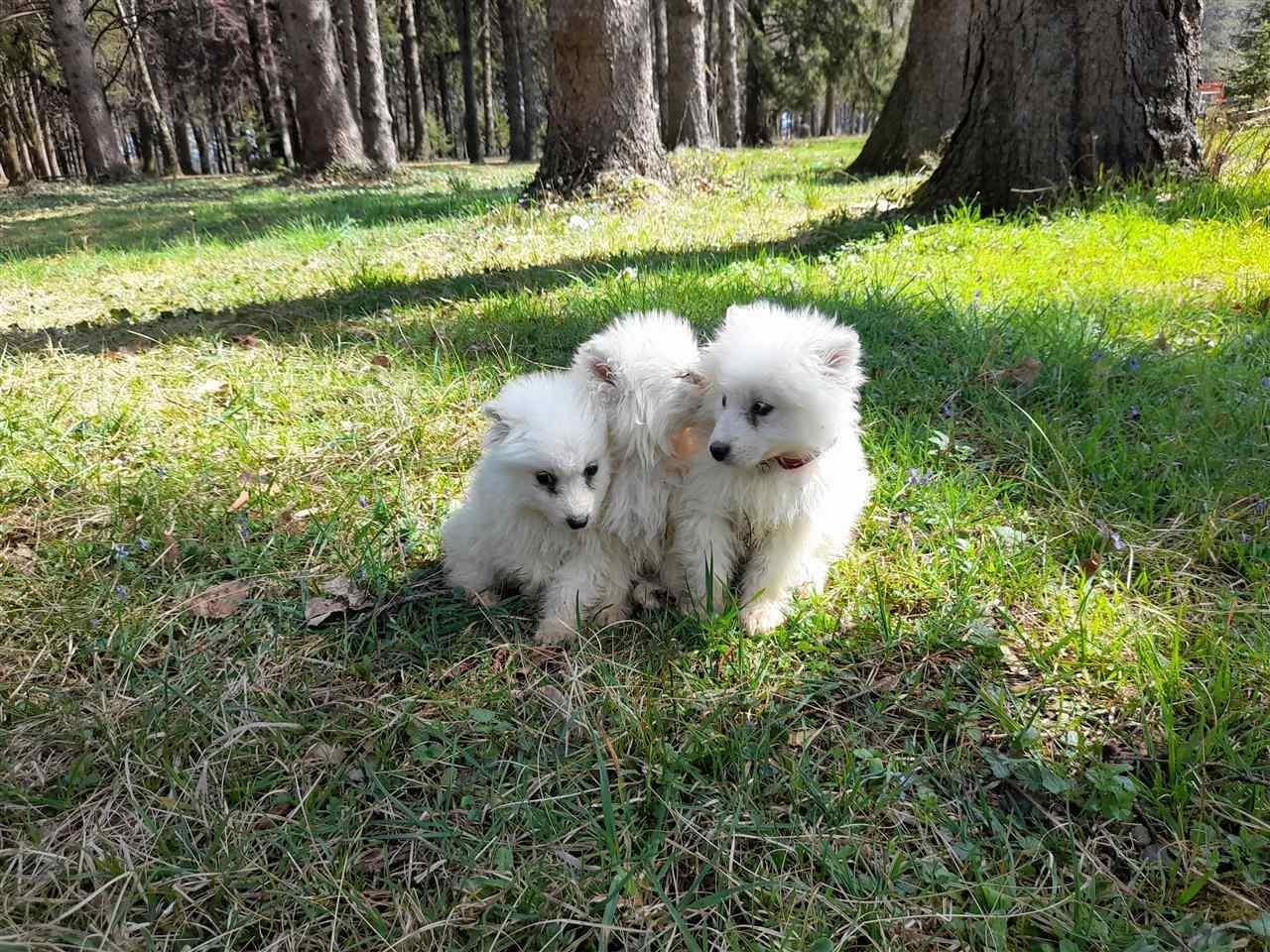Samoyed