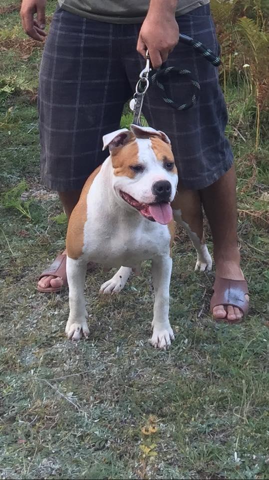 pit-bull