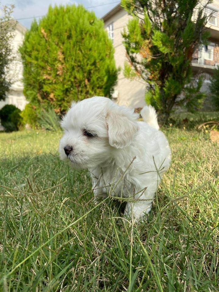 Maltezer