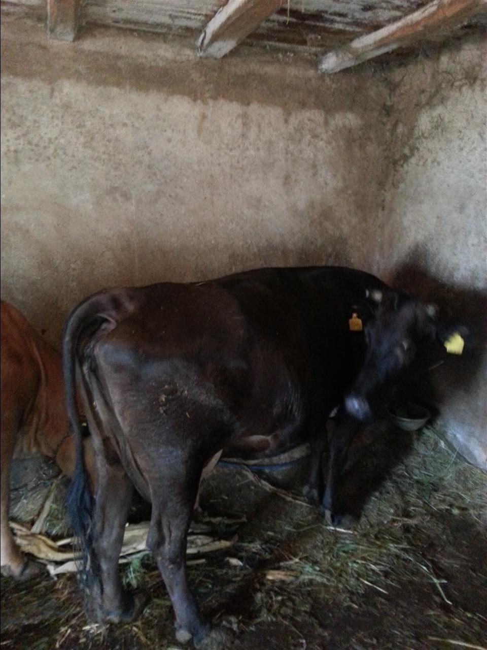 Lopa