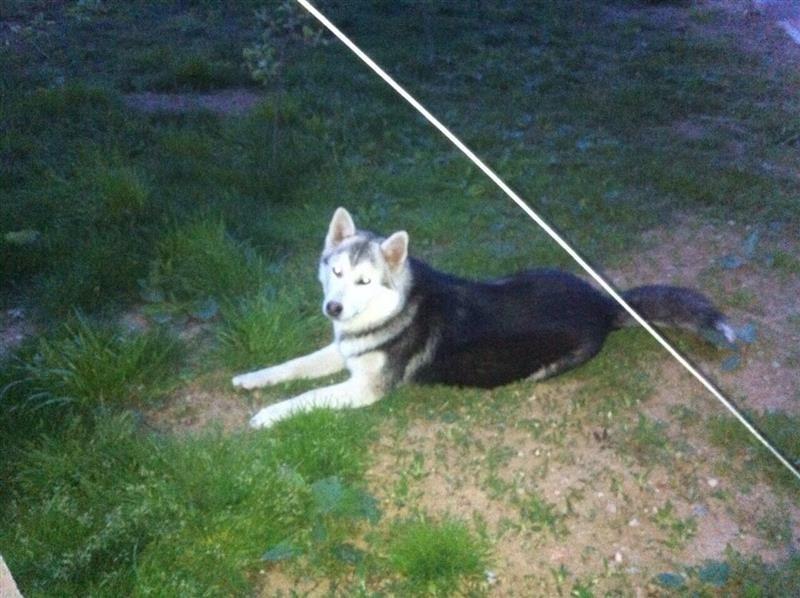 hasky