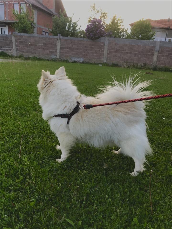 Minispitz-