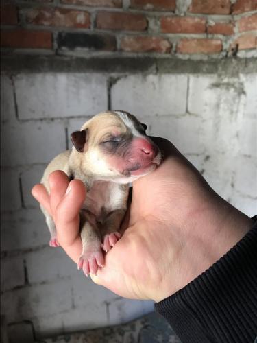 Pitbull