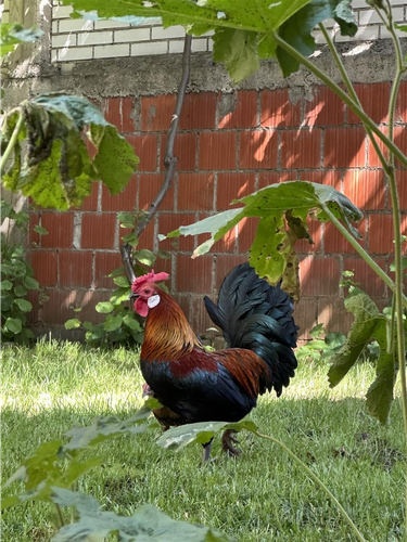 Bantam