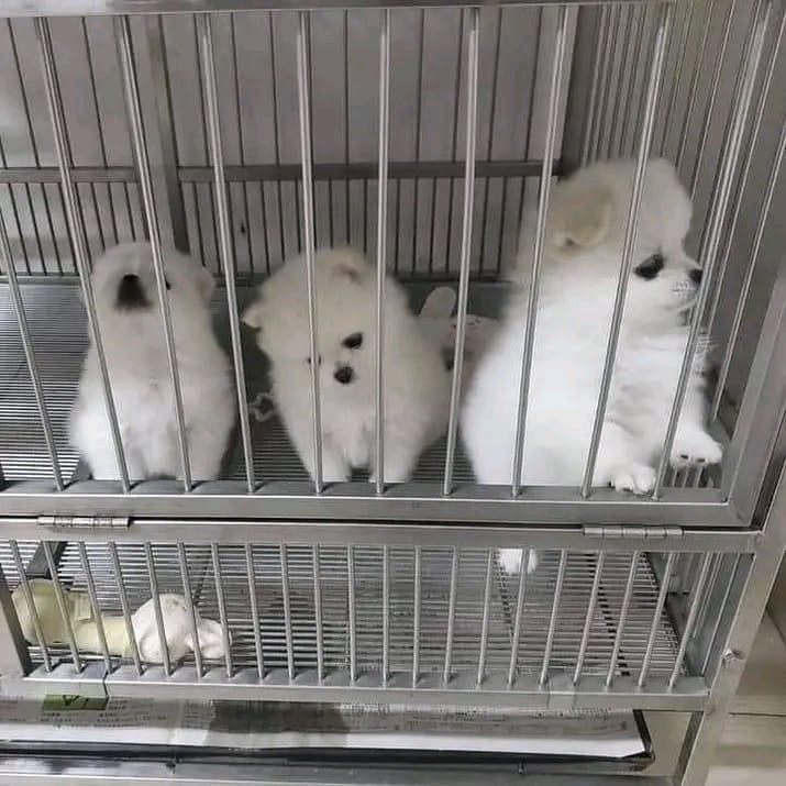 Poms for adoption clearance