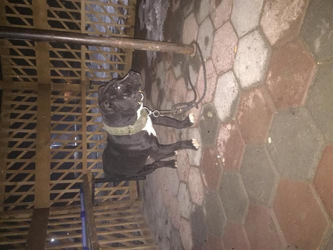 pitbull