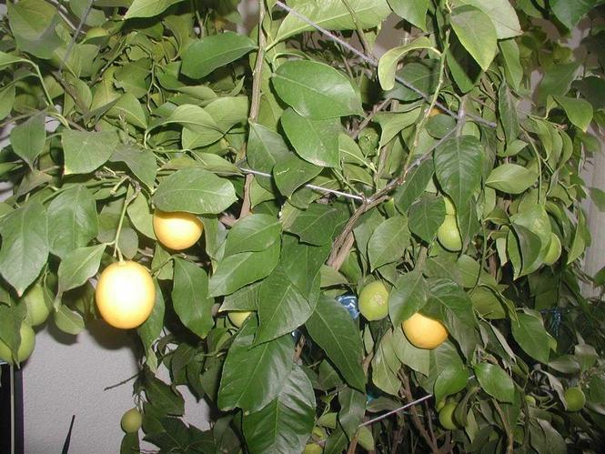 Limon