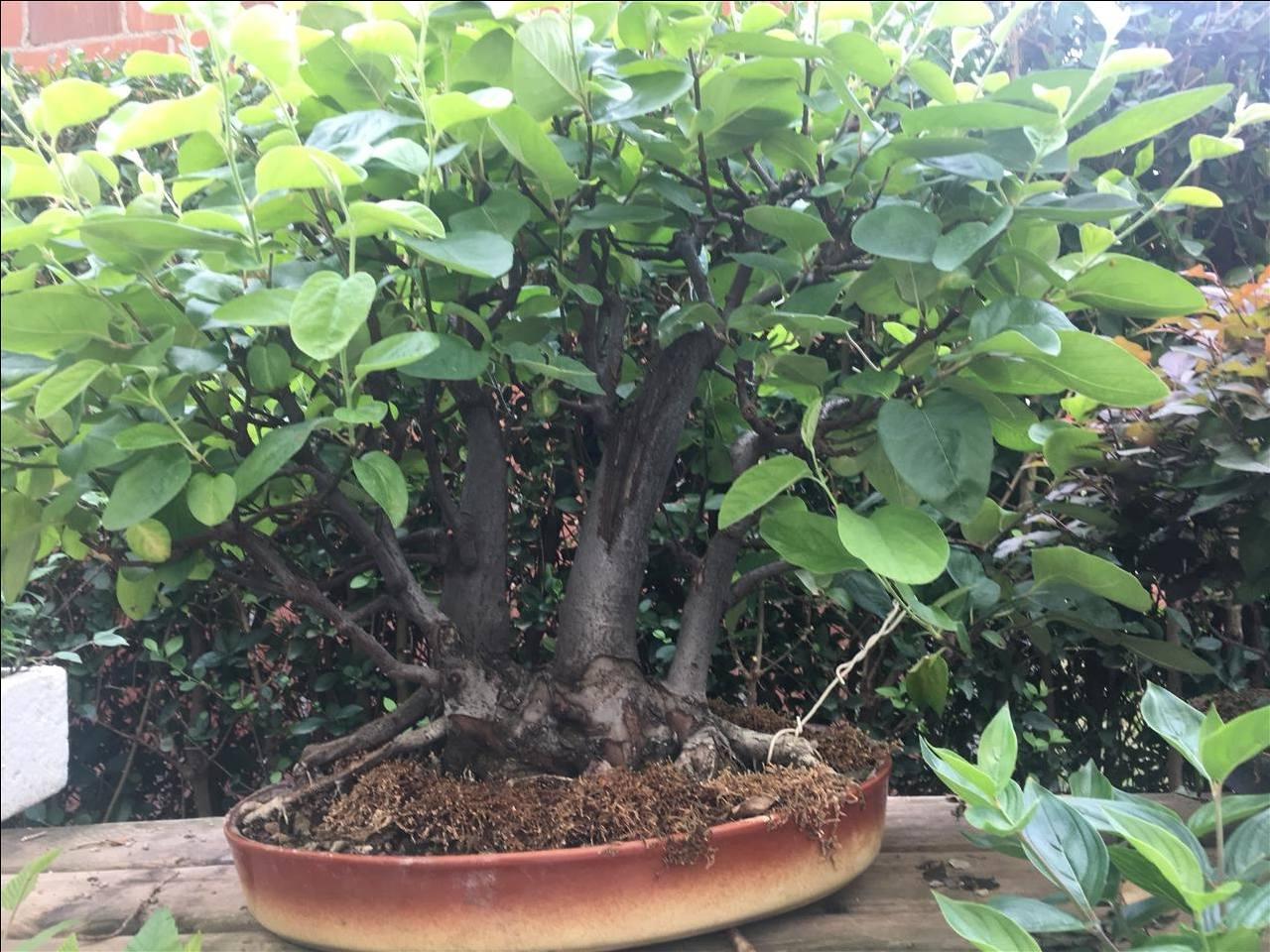Bonsai