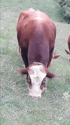 Biku