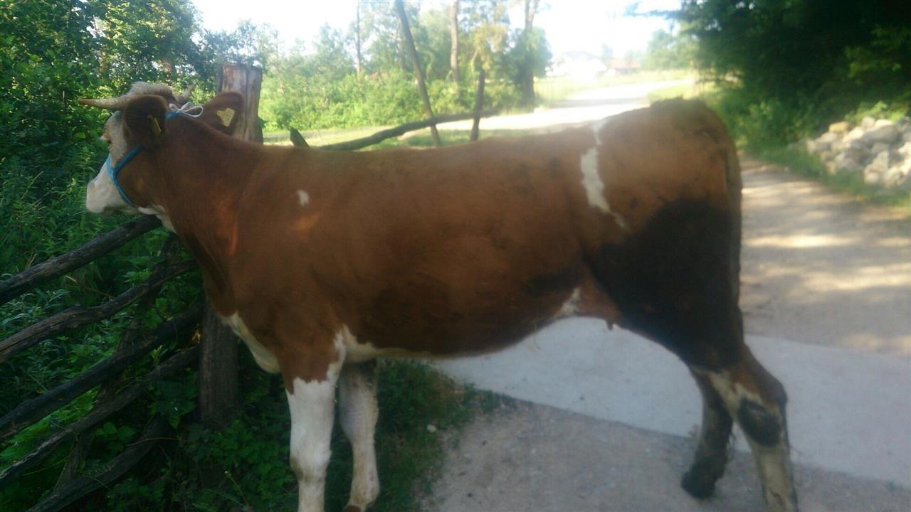 Lop